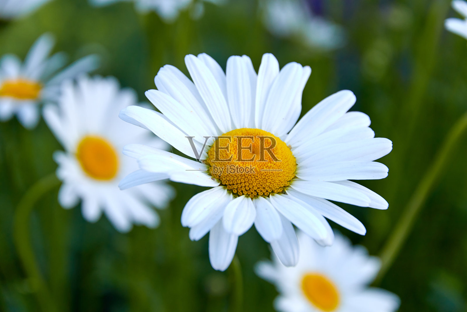 在绿色草地上的洋甘菊花照片摄影图片