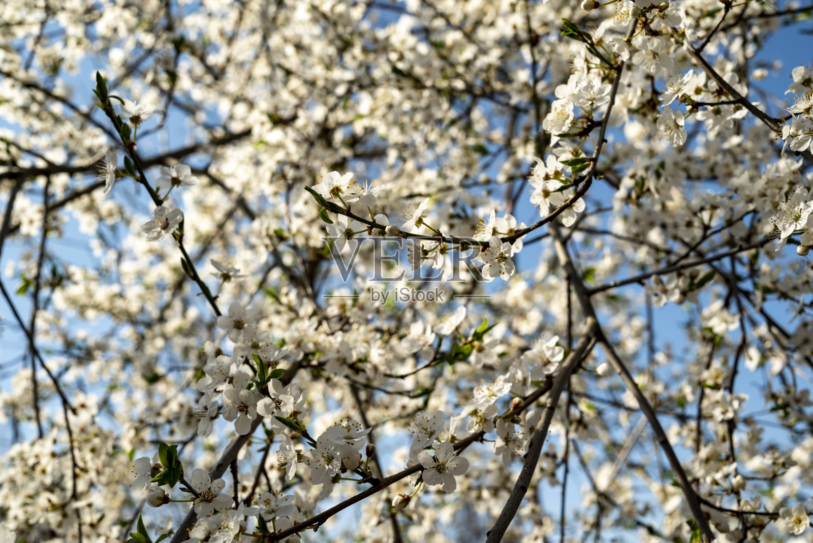 开花果树的特写,可能是刺李树/黑刺李树(可能是苹果树或樱桃树),Süntel,下萨克森州。照片摄影图片