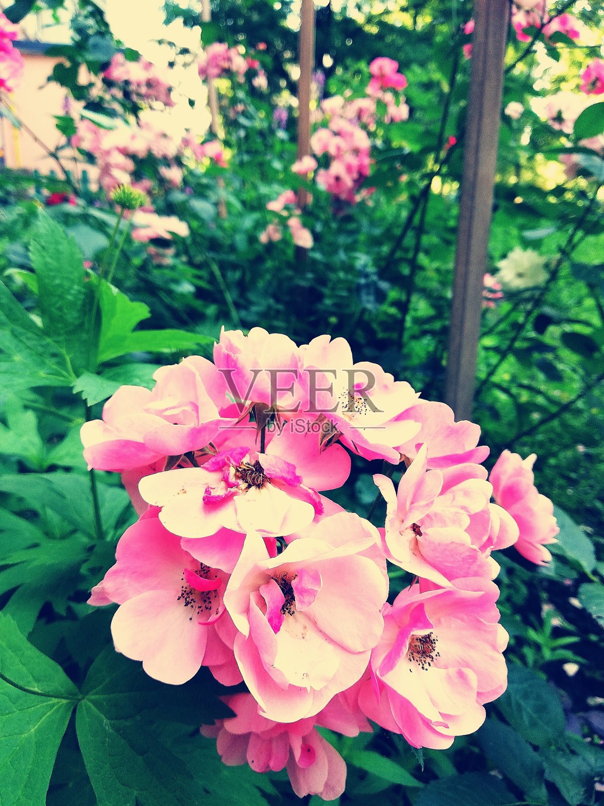 盛开的茶玫瑰照片摄影图片