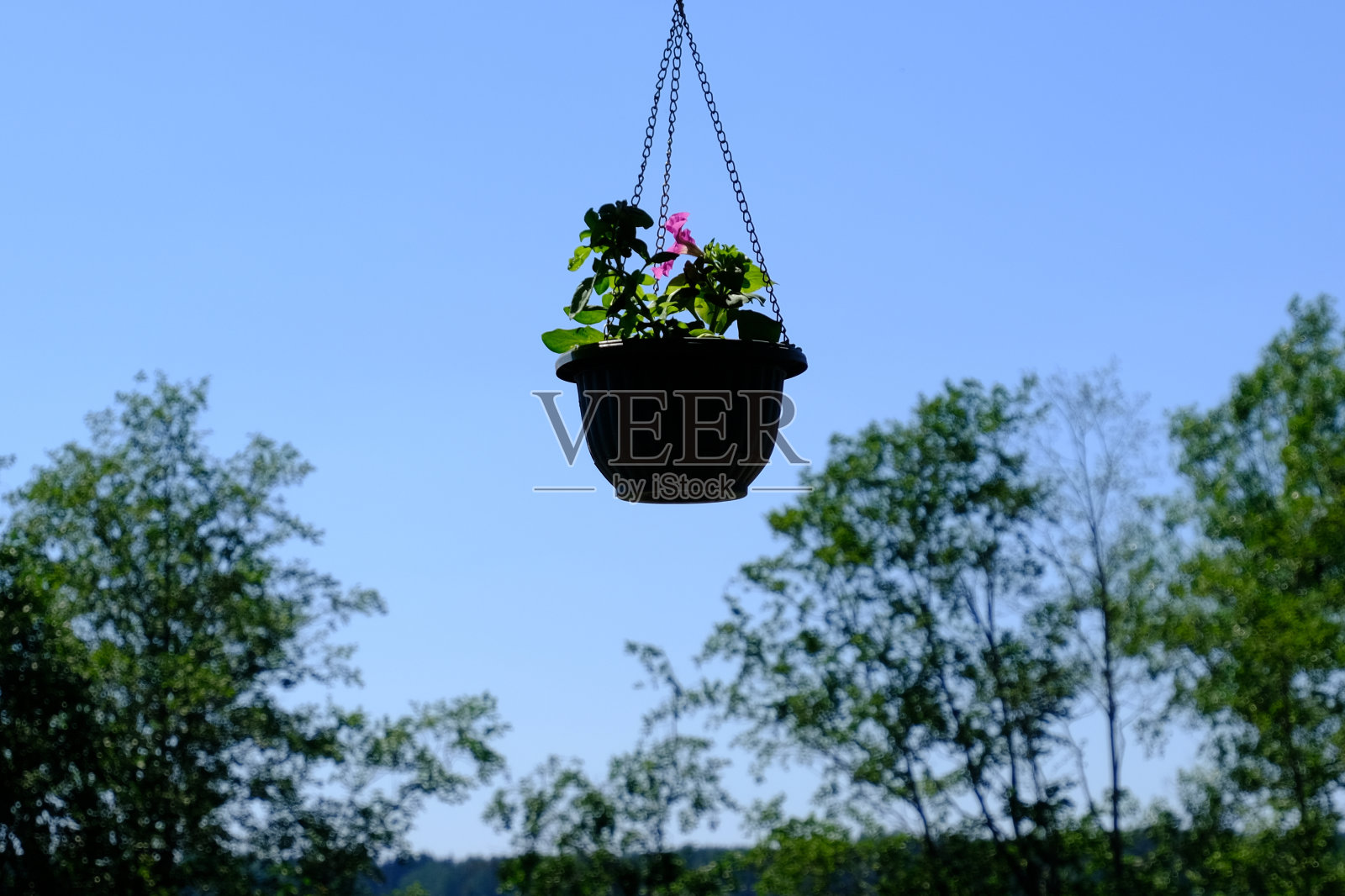 在蓝天的映衬下,盛开着白花的树枝。春天的时间照片摄影图片