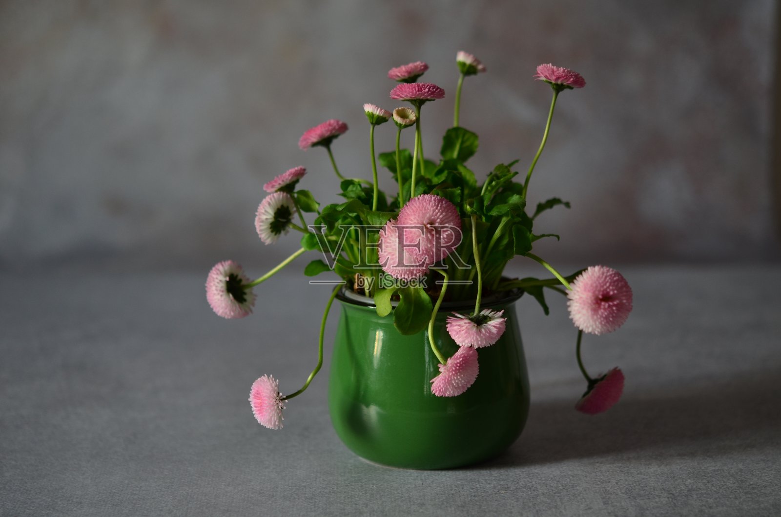 绿色杯子里放着一束粉红色的雏菊。照片摄影图片