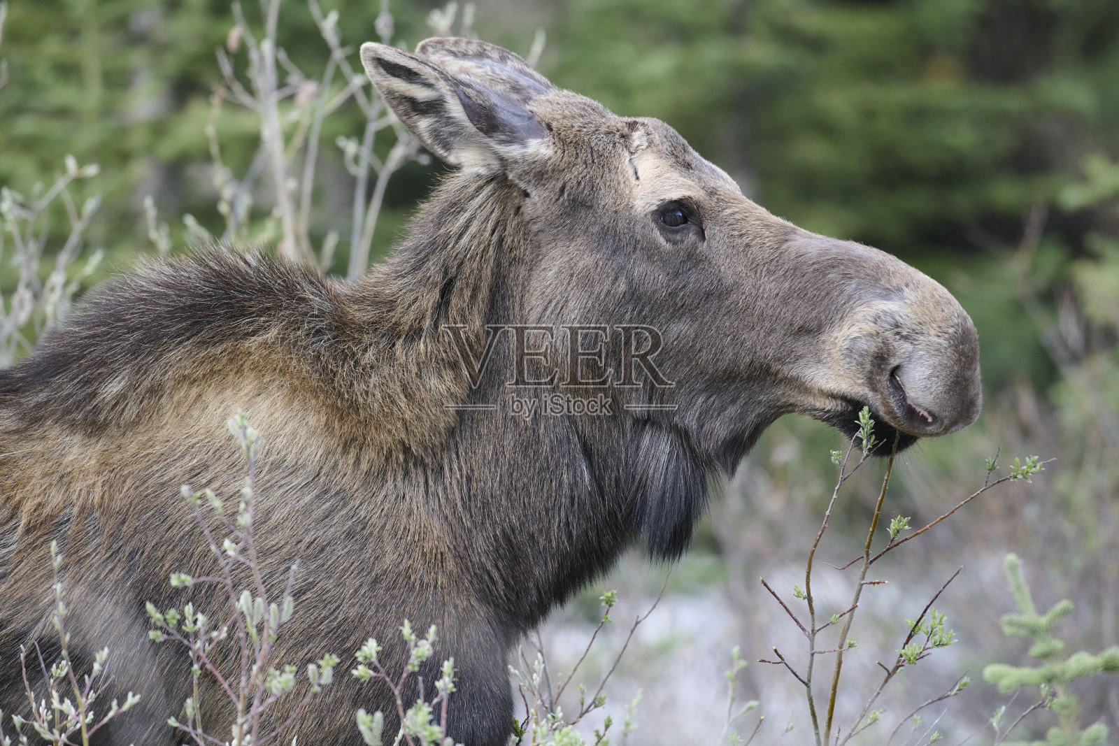吃柳树的驼鹿(美洲驼鹿)照片摄影图片