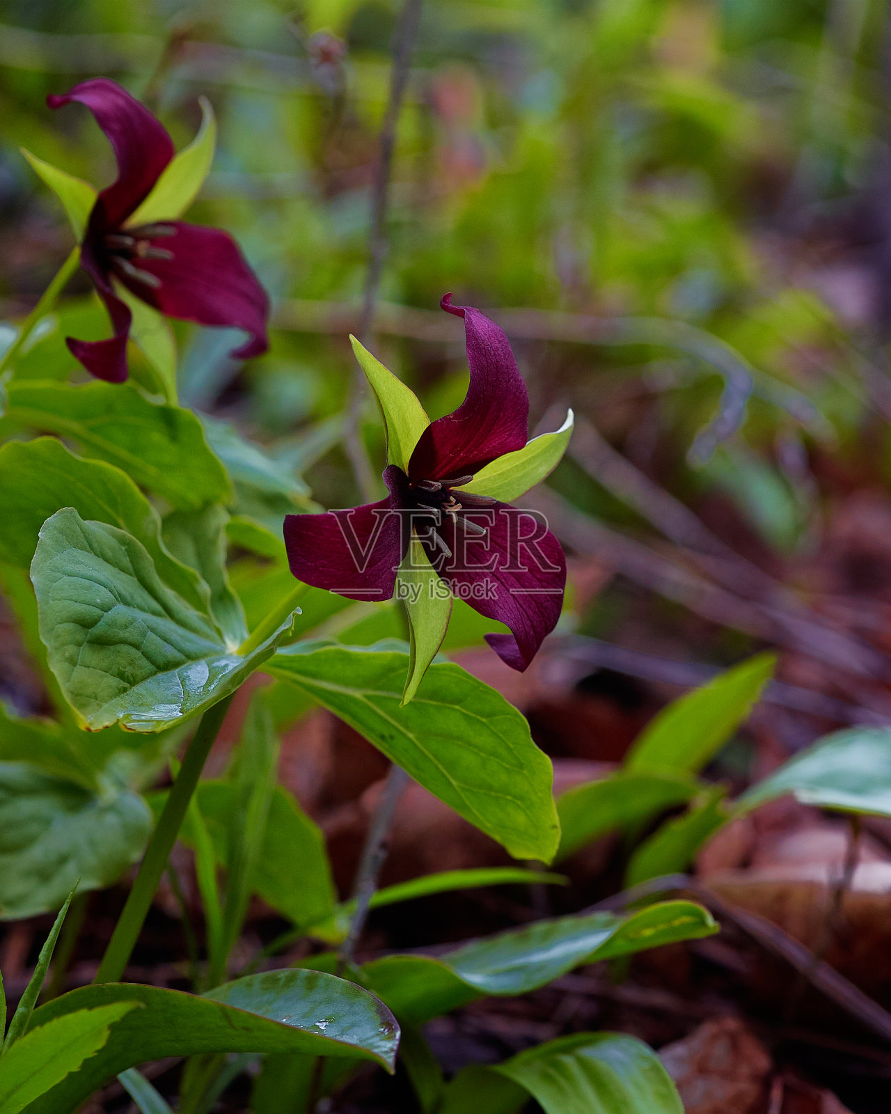 红色Trillium一对照片摄影图片