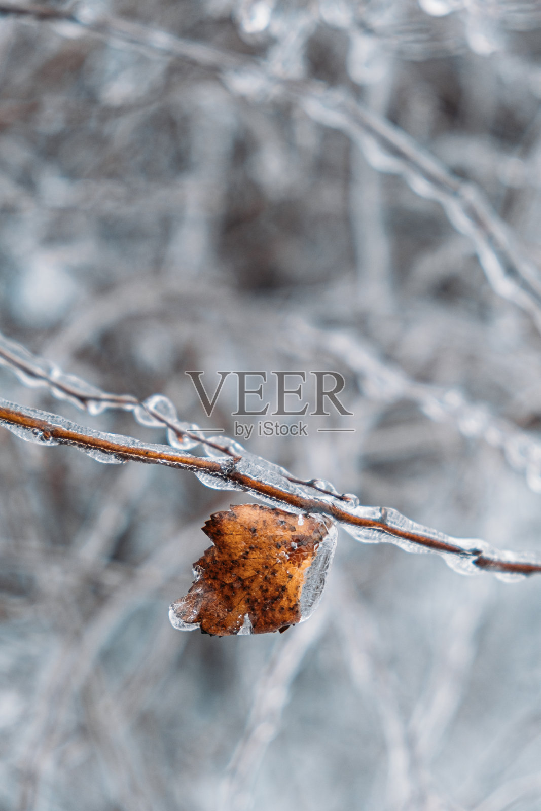 冻雨,结冰的危险。冬天的城市里冰冻的树枝。冰冻的树枝特写。糖衣,冰冻的灌木丛中。有选择性的重点,散景照片摄影图片