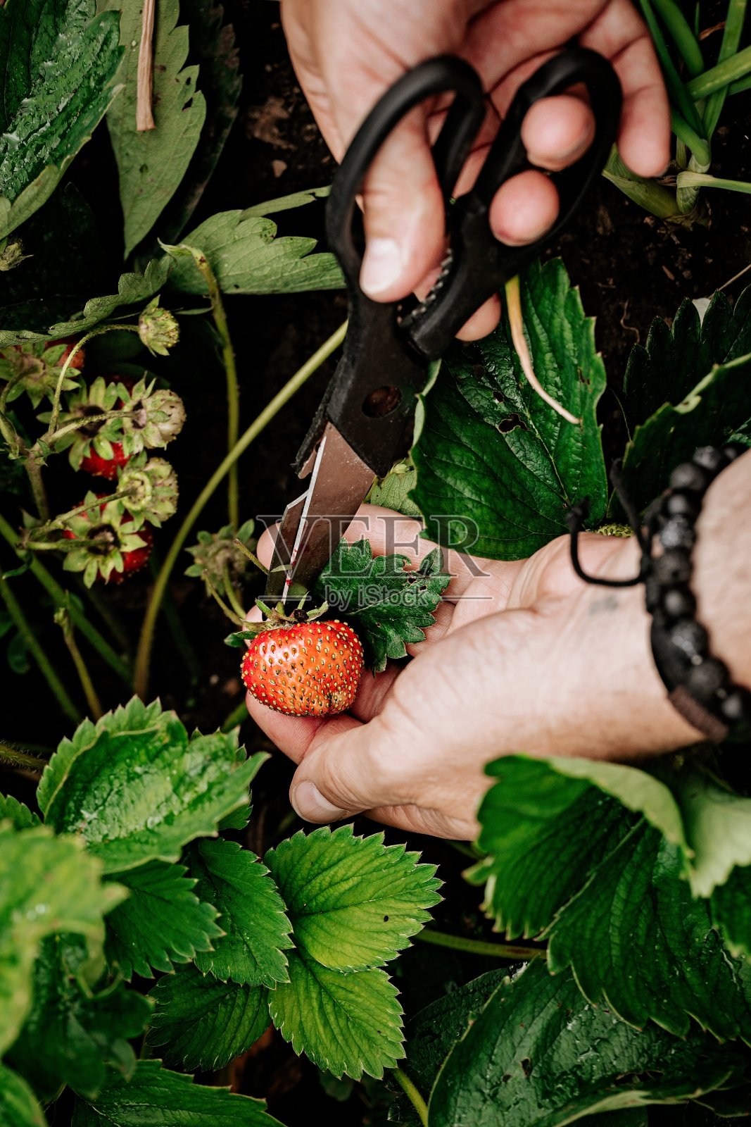 男性的手正在采摘草莓。农夫收割草莓。收获新鲜的时令浆果。有选择性的重点。特写镜头。垂直拍摄。人们在工作中。健康饮食有机产品。照片摄影图片