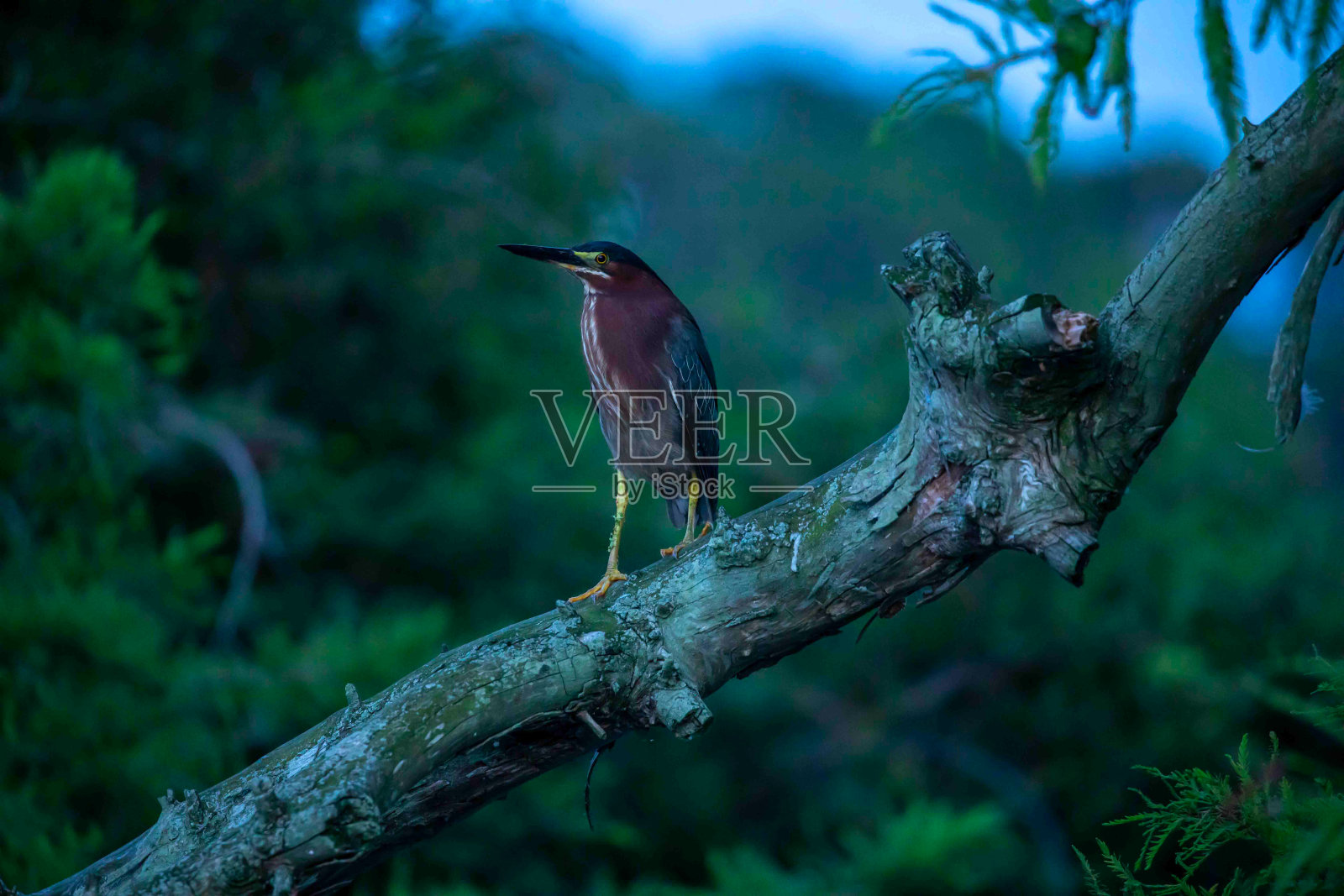 绿鹭栖息在树枝上照片摄影图片