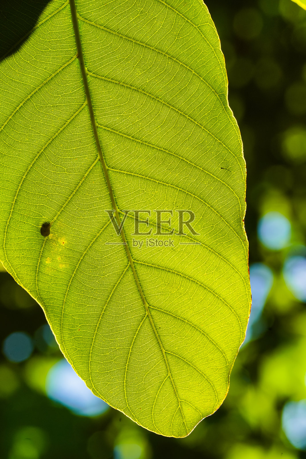 绿叶背景。叶结构照片摄影图片