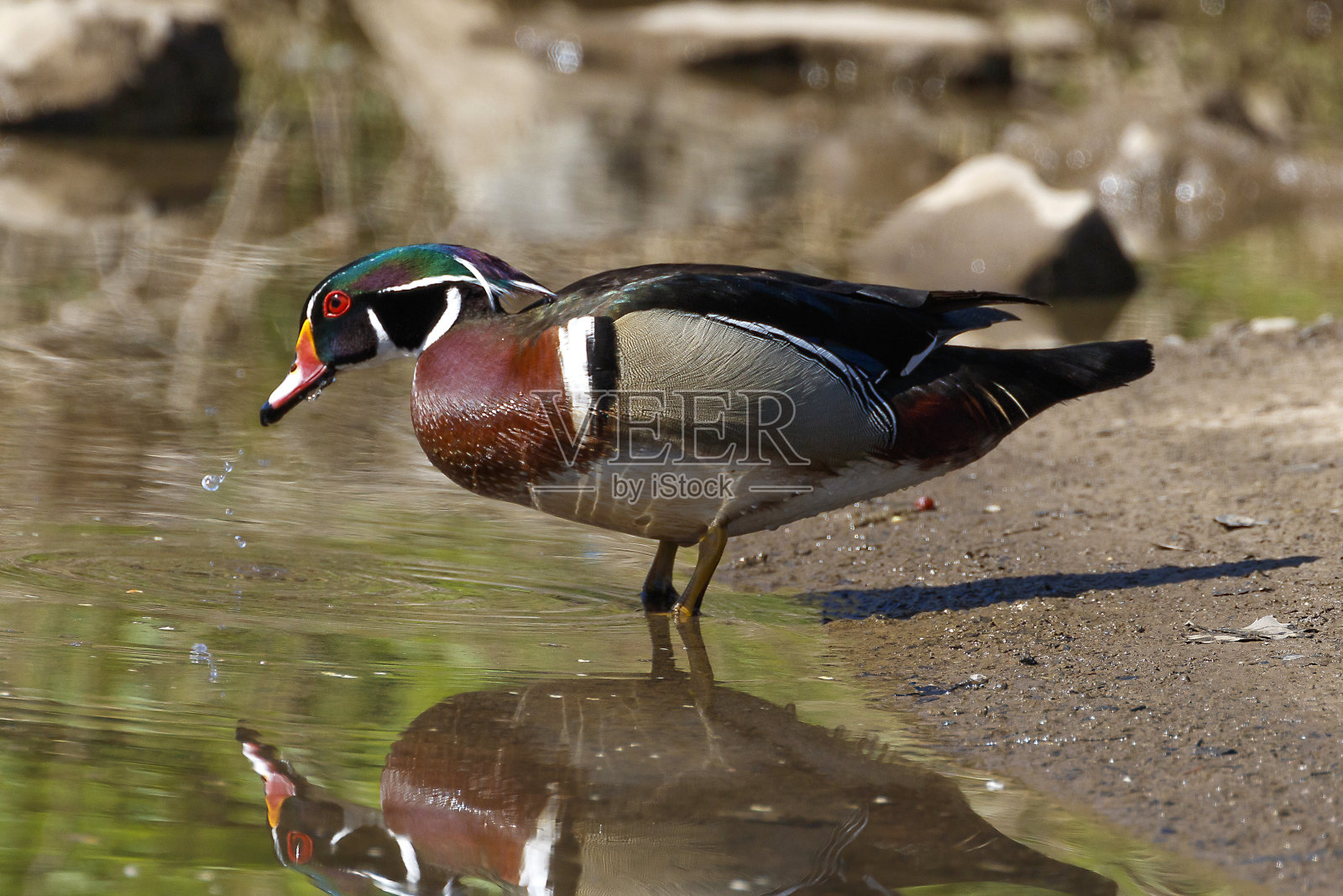 木鸭子照片摄影图片