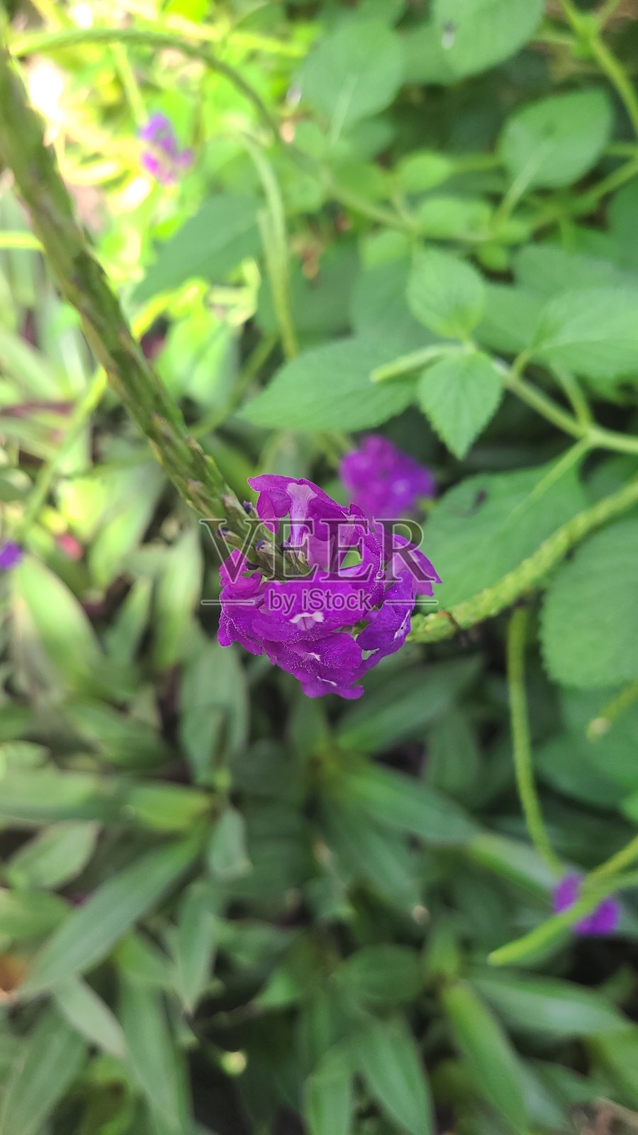 花照片摄影图片