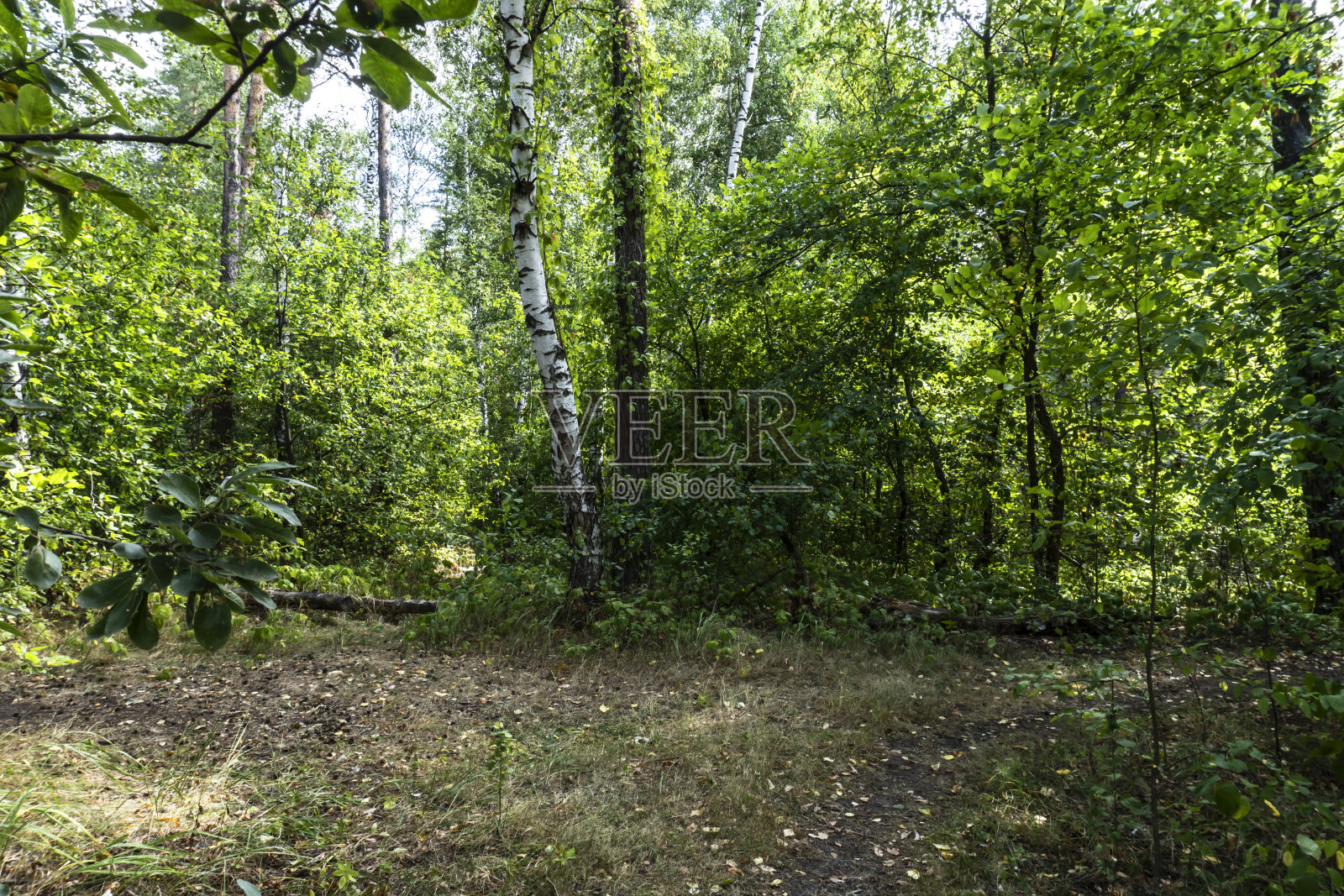 夏日森林,白桦树,美丽的夏日背景照片摄影图片