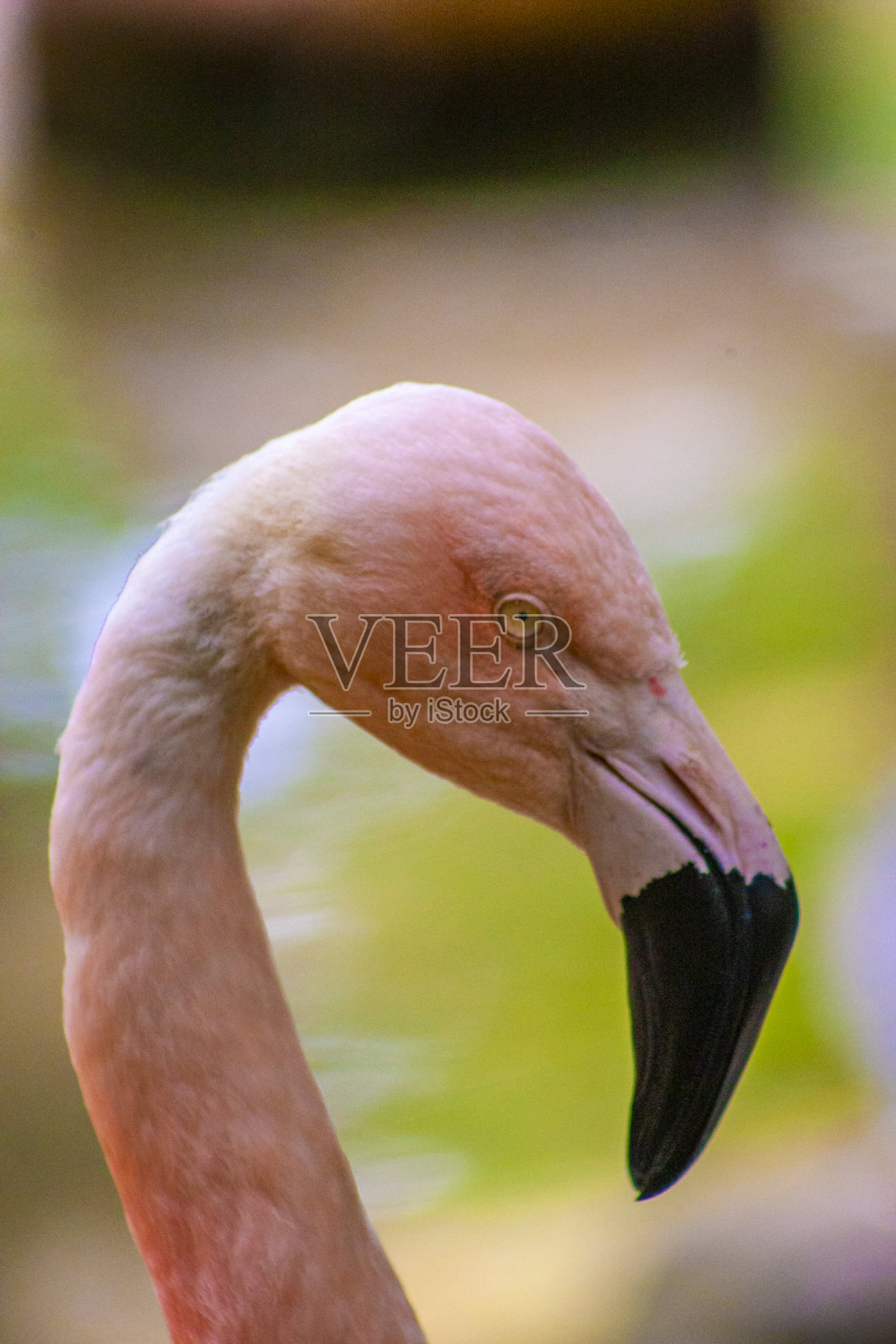 火烈鸟照片摄影图片