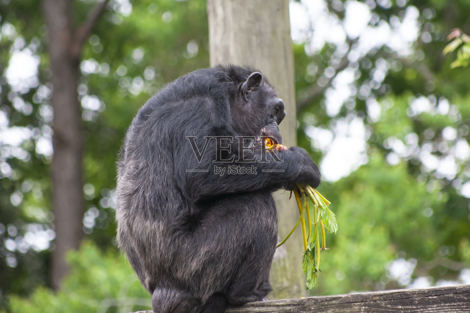黑猩猩照片摄影图片