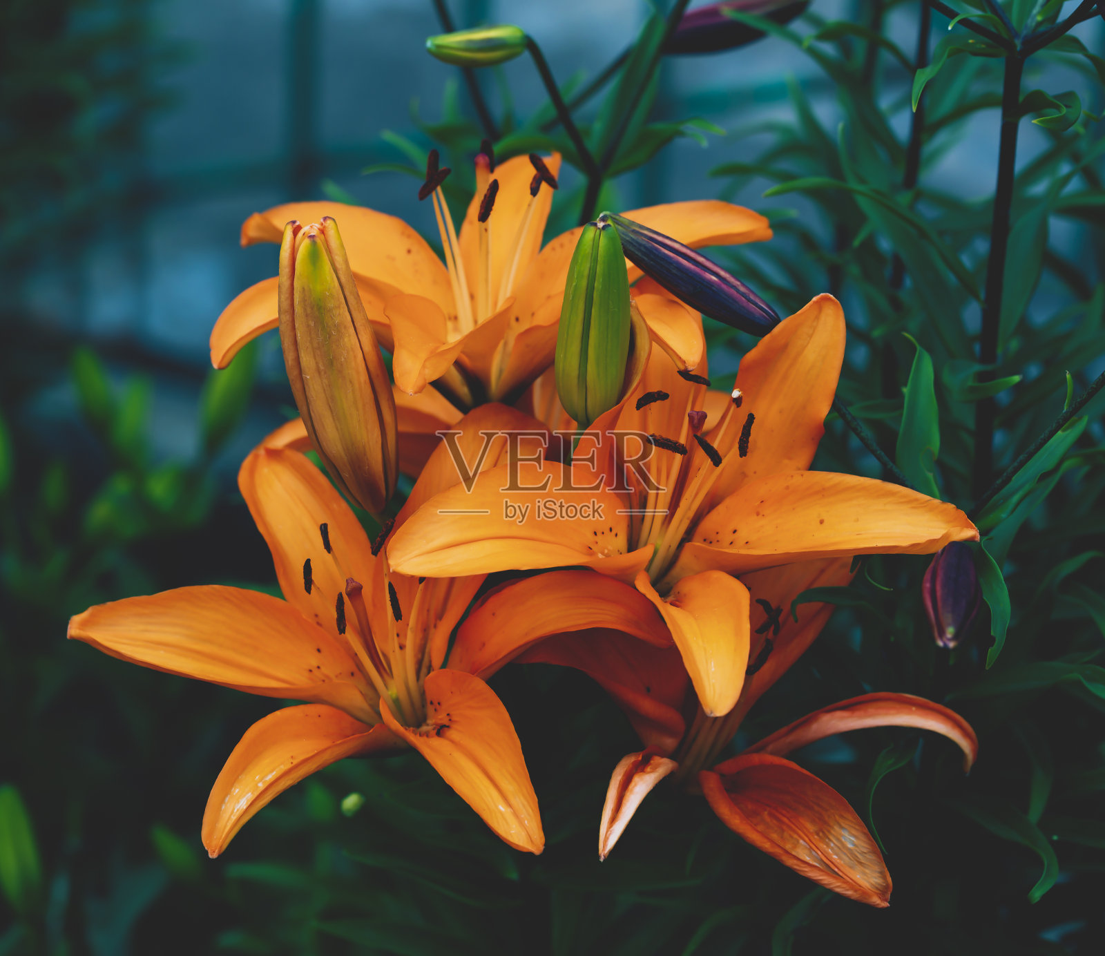 亚洲百合的花照片摄影图片