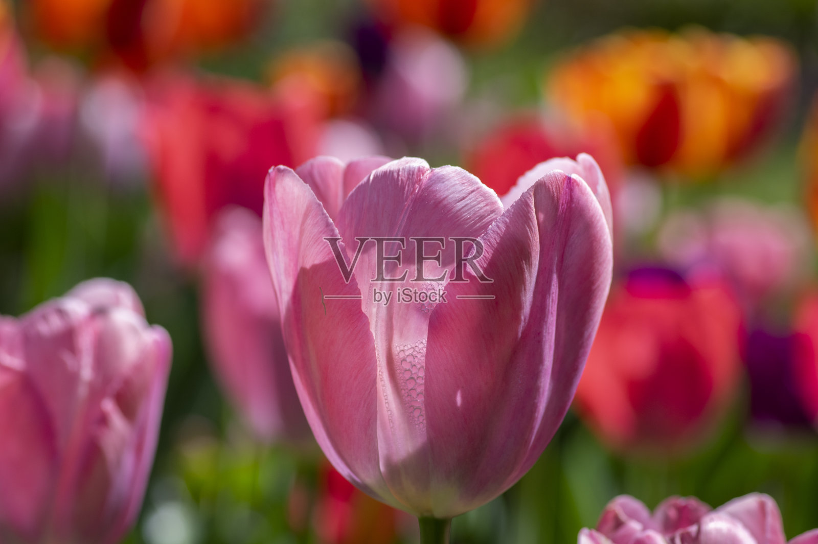 令人惊叹的花园与各种鲜艳的彩虹颜色的郁金香花瓣,美丽的颜色束在日光下照片摄影图片