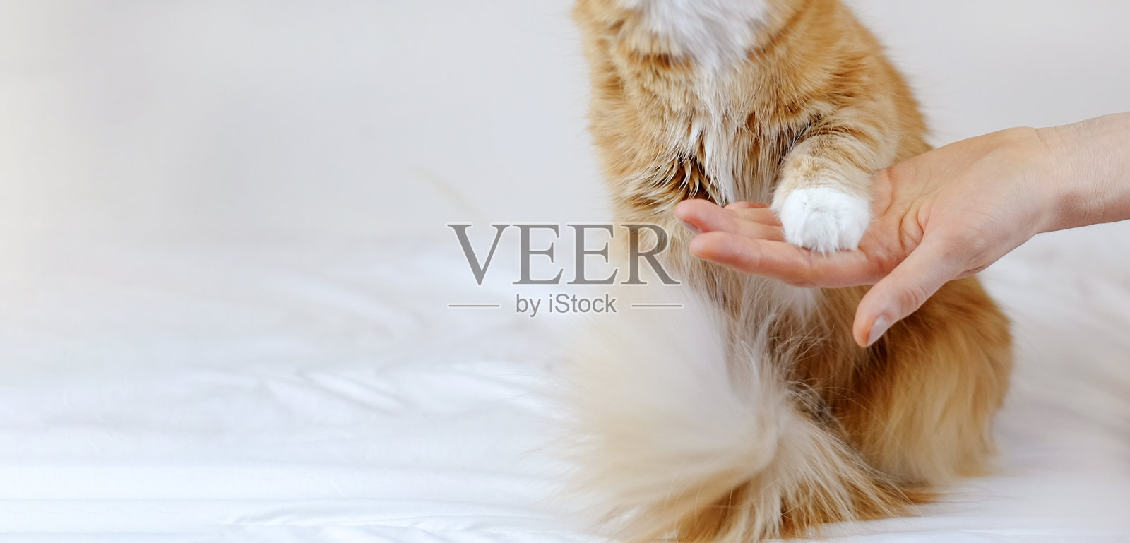 人的手握着猫的爪子。人与动物之间温柔的爱情和友谊,复制空间照片摄影图片