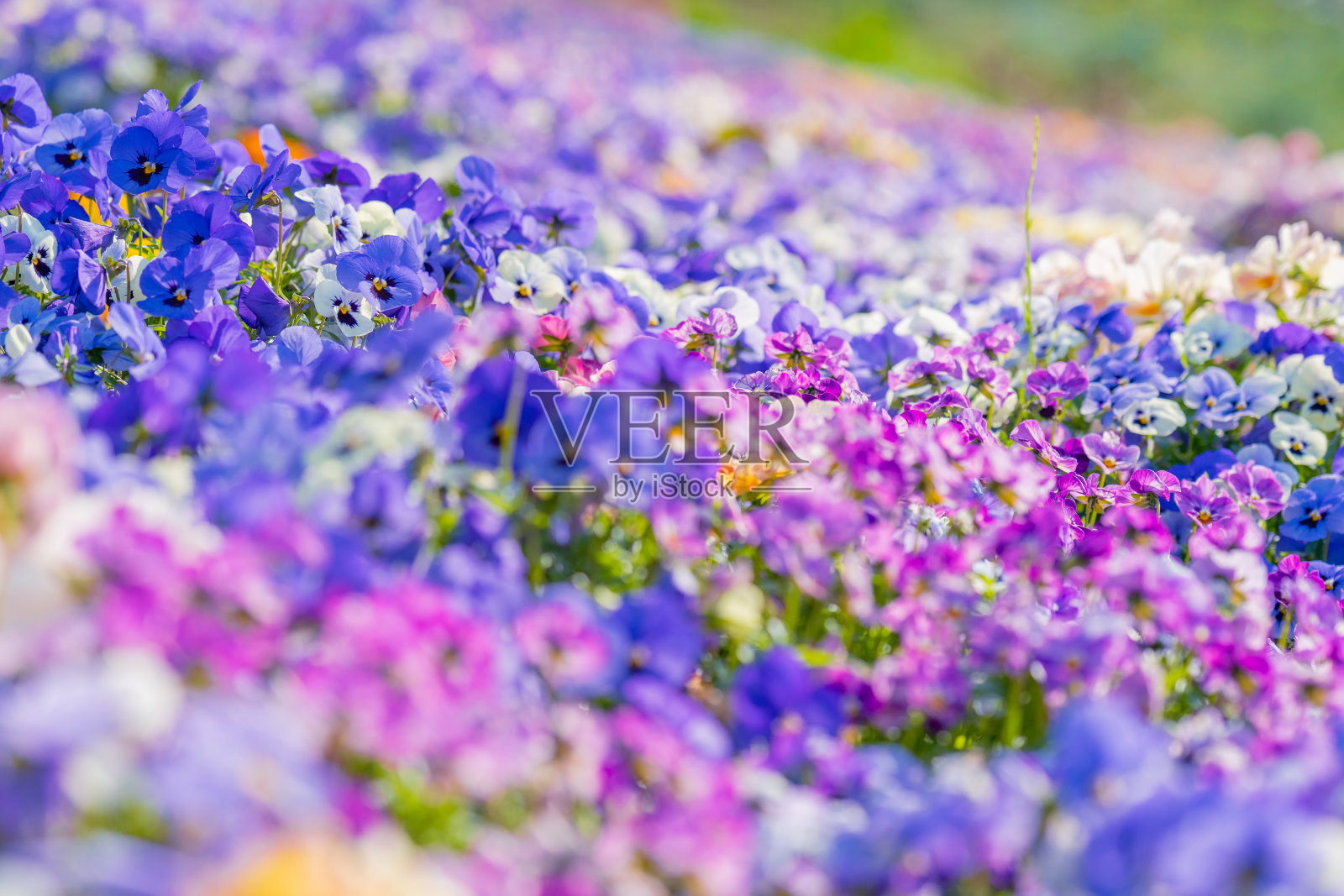 春天公园里五颜六色的三色堇花照片摄影图片
