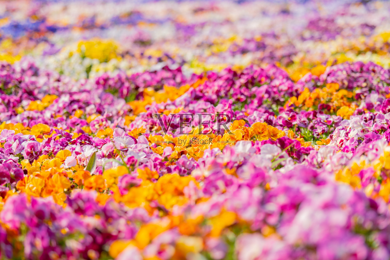 春天公园里五颜六色的三色堇花照片摄影图片