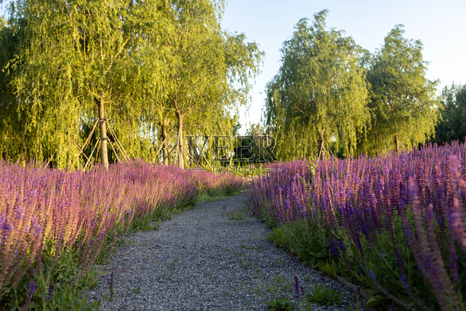 野生的薰衣草场照片摄影图片