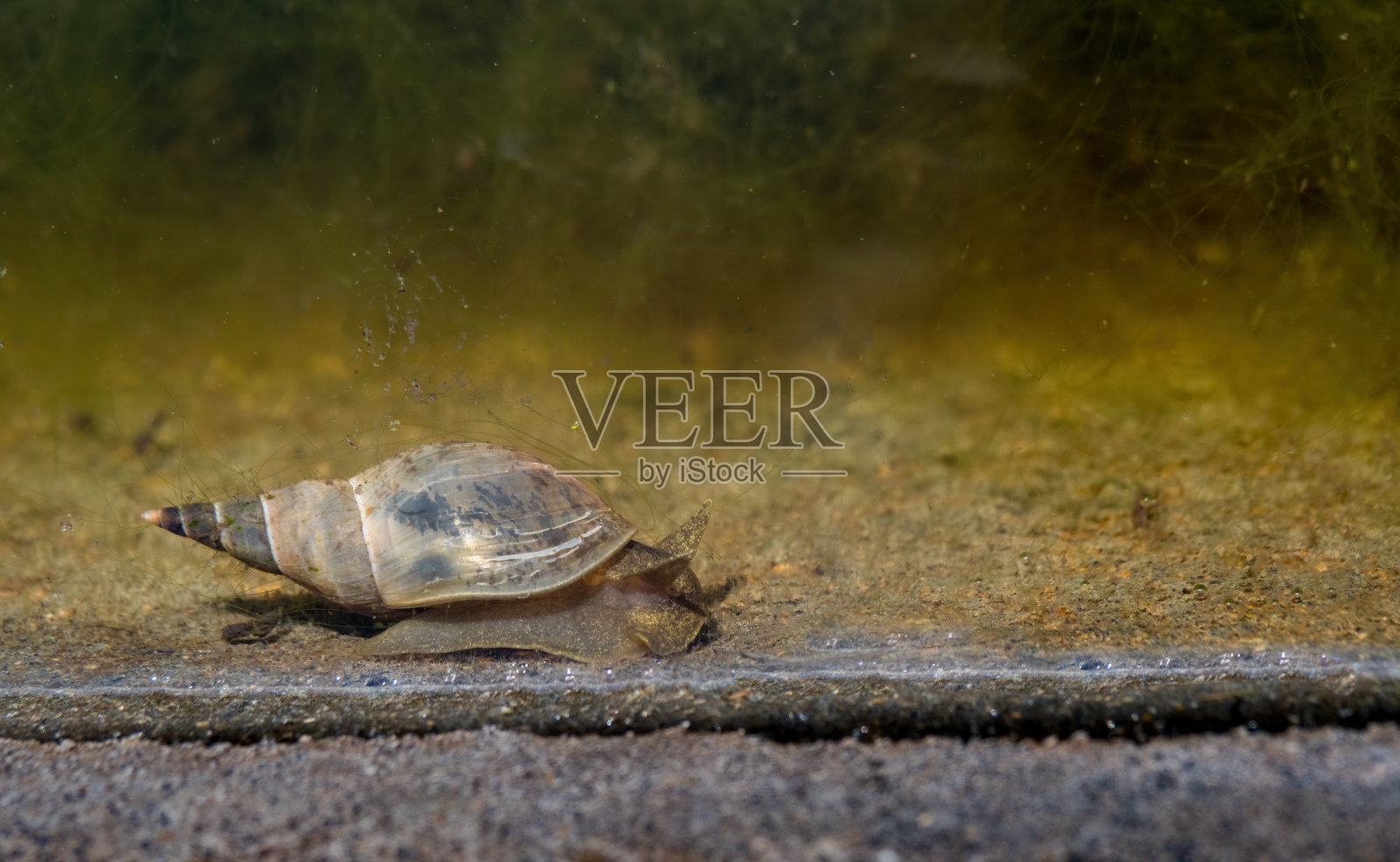 淡水塘蜗牛,软体动物。英国。照片摄影图片