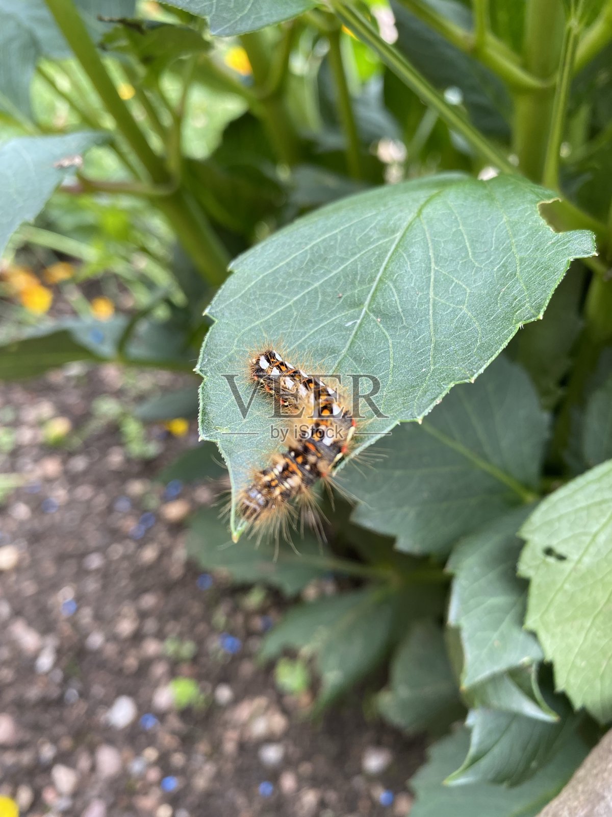 棕尾蛾毛虫在大丽花叶面上照片摄影图片