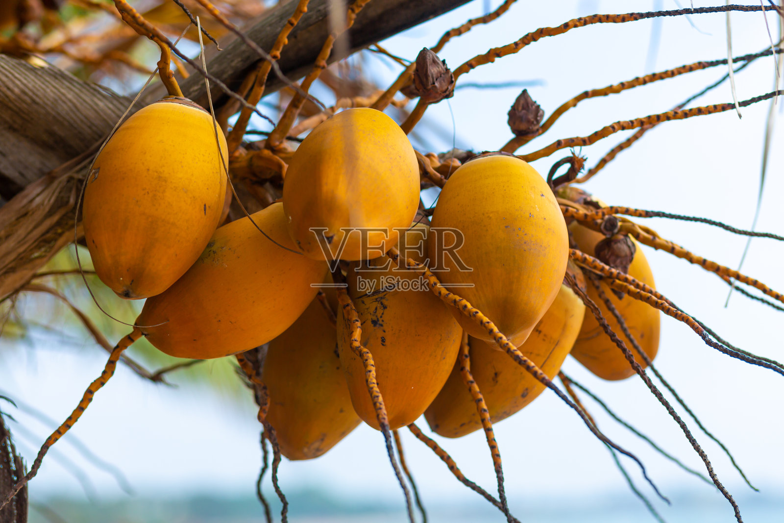 棕榈树上的黄色椰子照片摄影图片