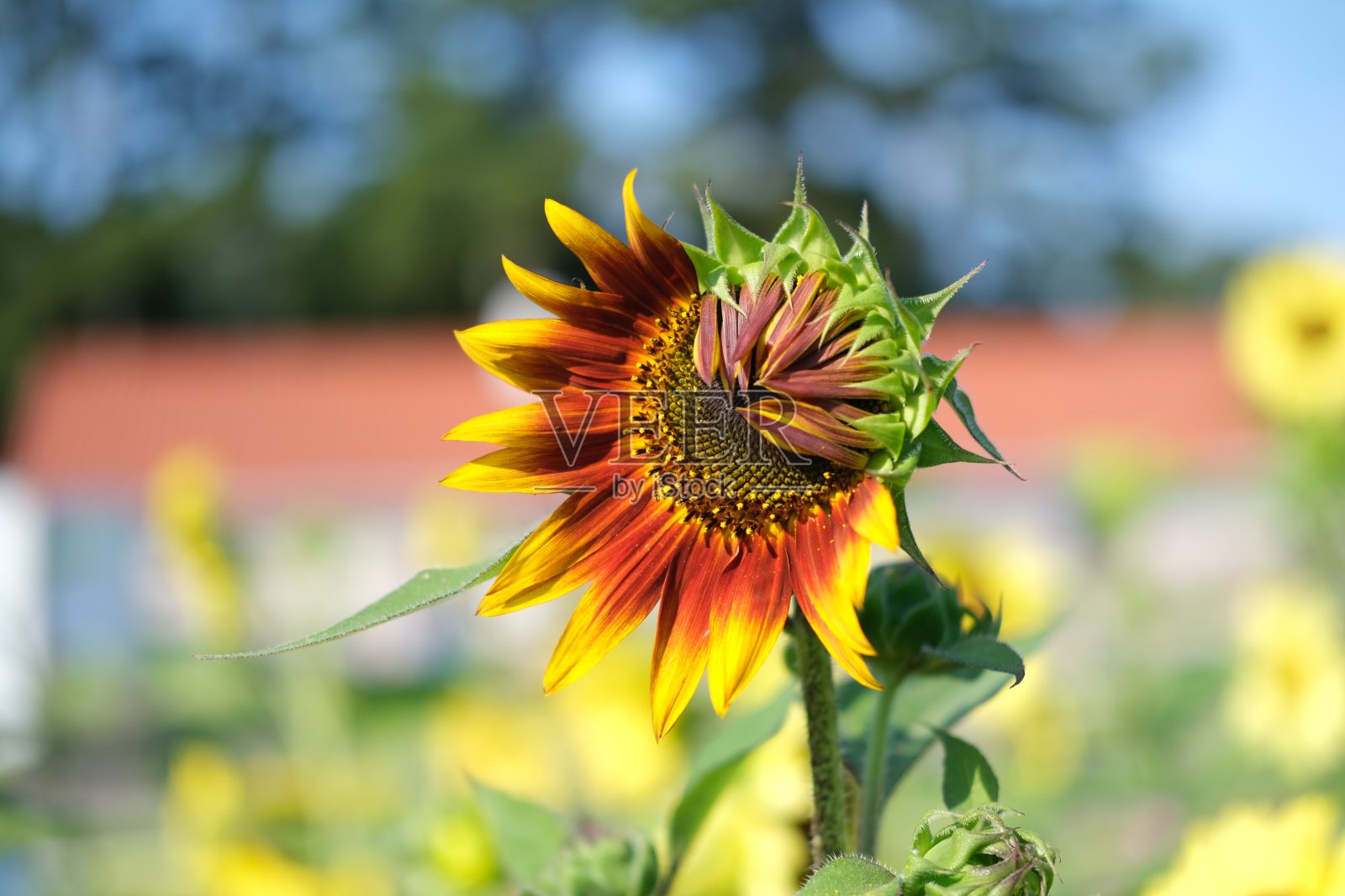 田野里美丽的夏日向日葵照片摄影图片
