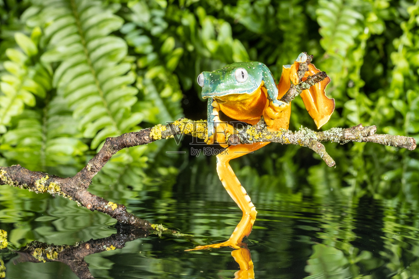 边缘树蛙照片摄影图片