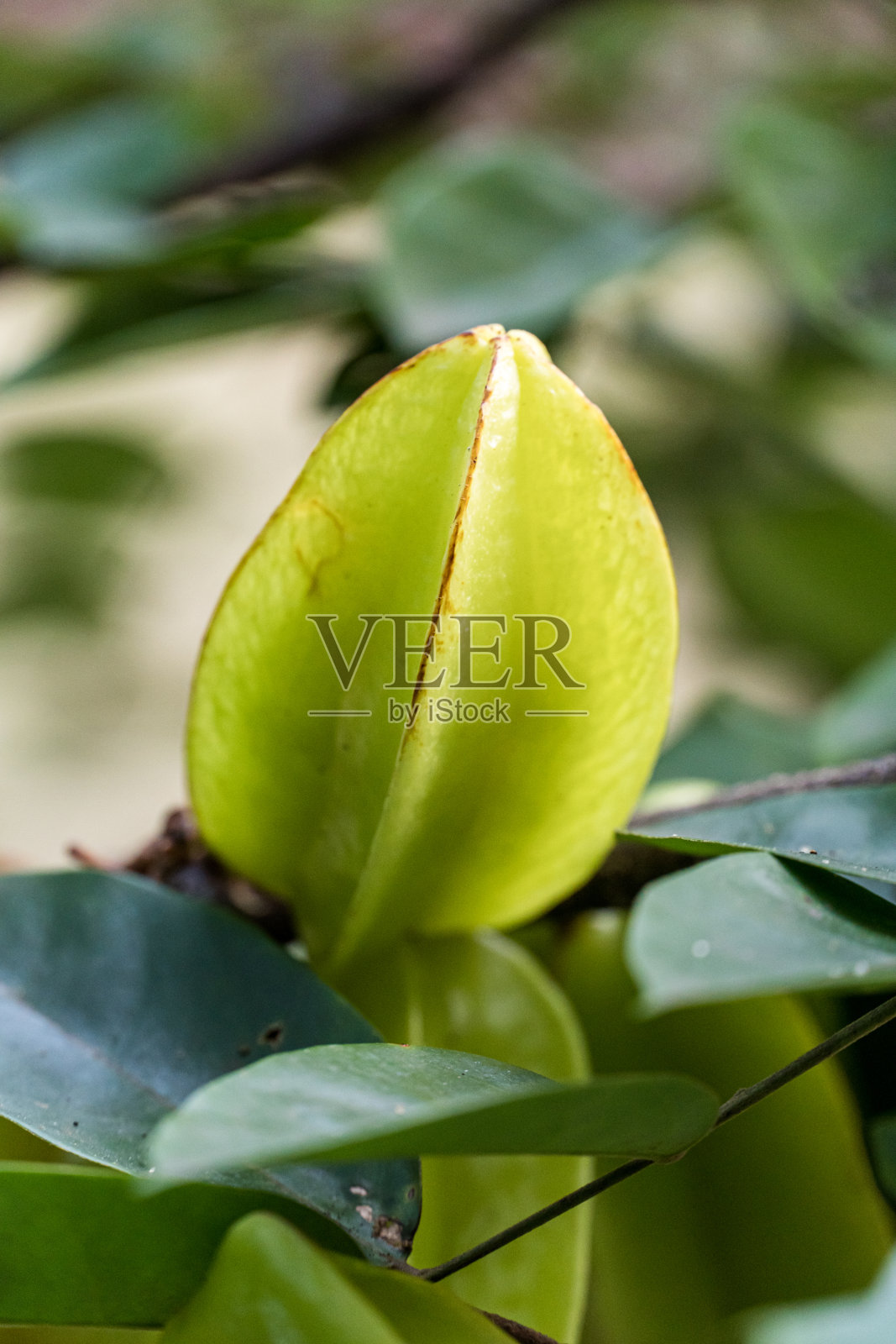 杨桃在树上还是绿的。在巴西被称为“杨桃”照片摄影图片