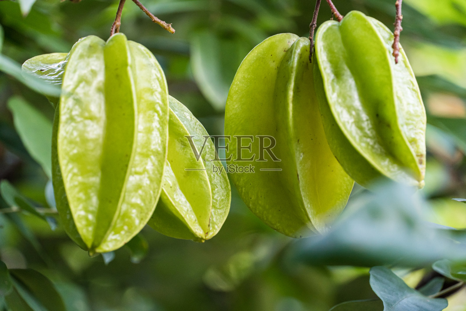 杨桃在树上还是绿的。在巴西被称为“杨桃”照片摄影图片