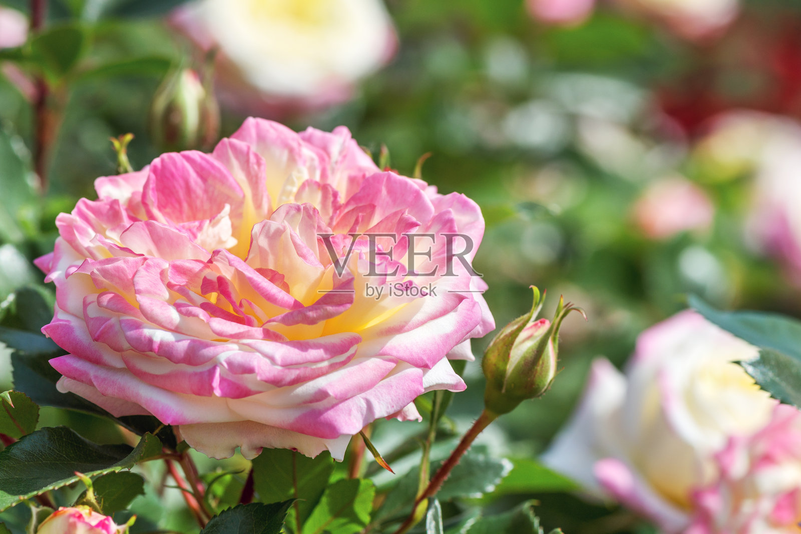 蔷薇杂交花:大的重瓣花(13-14厘米),具有独特的奶油黄色和深红色色泽。照片摄影图片