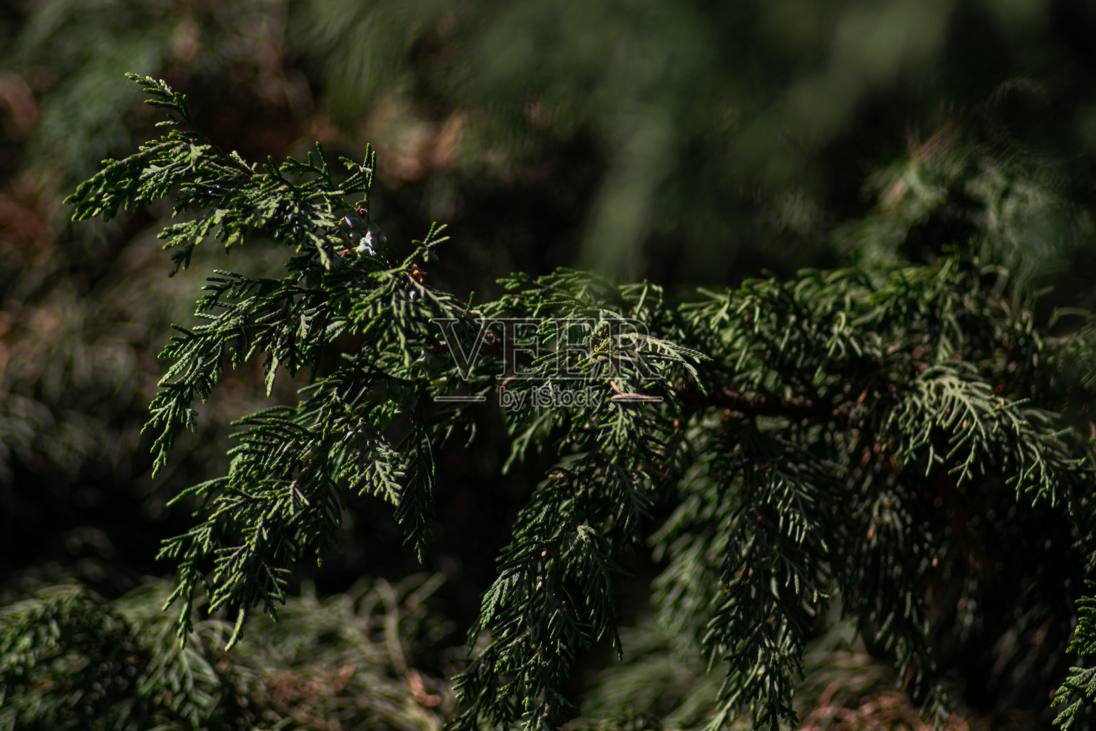 翠绿的山松枝带着树叶照片摄影图片