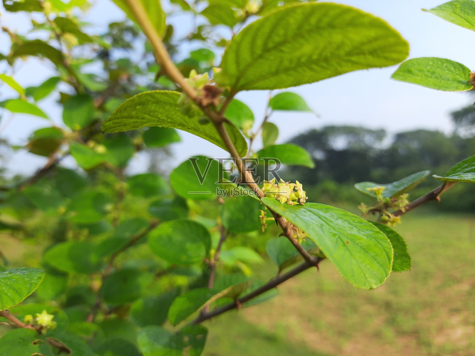 印度枣花。照片摄影图片