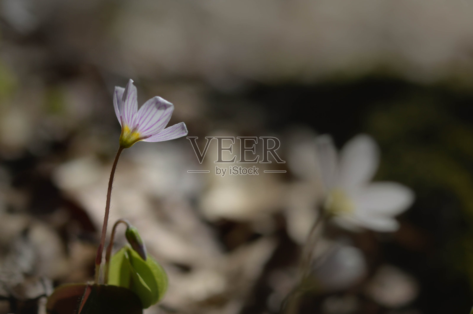 木酢浆草,小白花近处,侧视大自然照片摄影图片