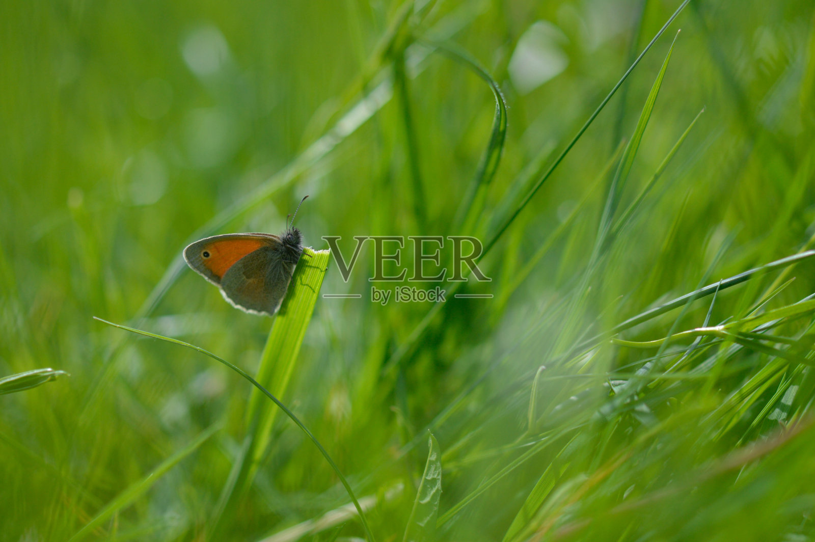 小石南花蝴蝶上有一株绿色的植物,背景绿宏照片摄影图片