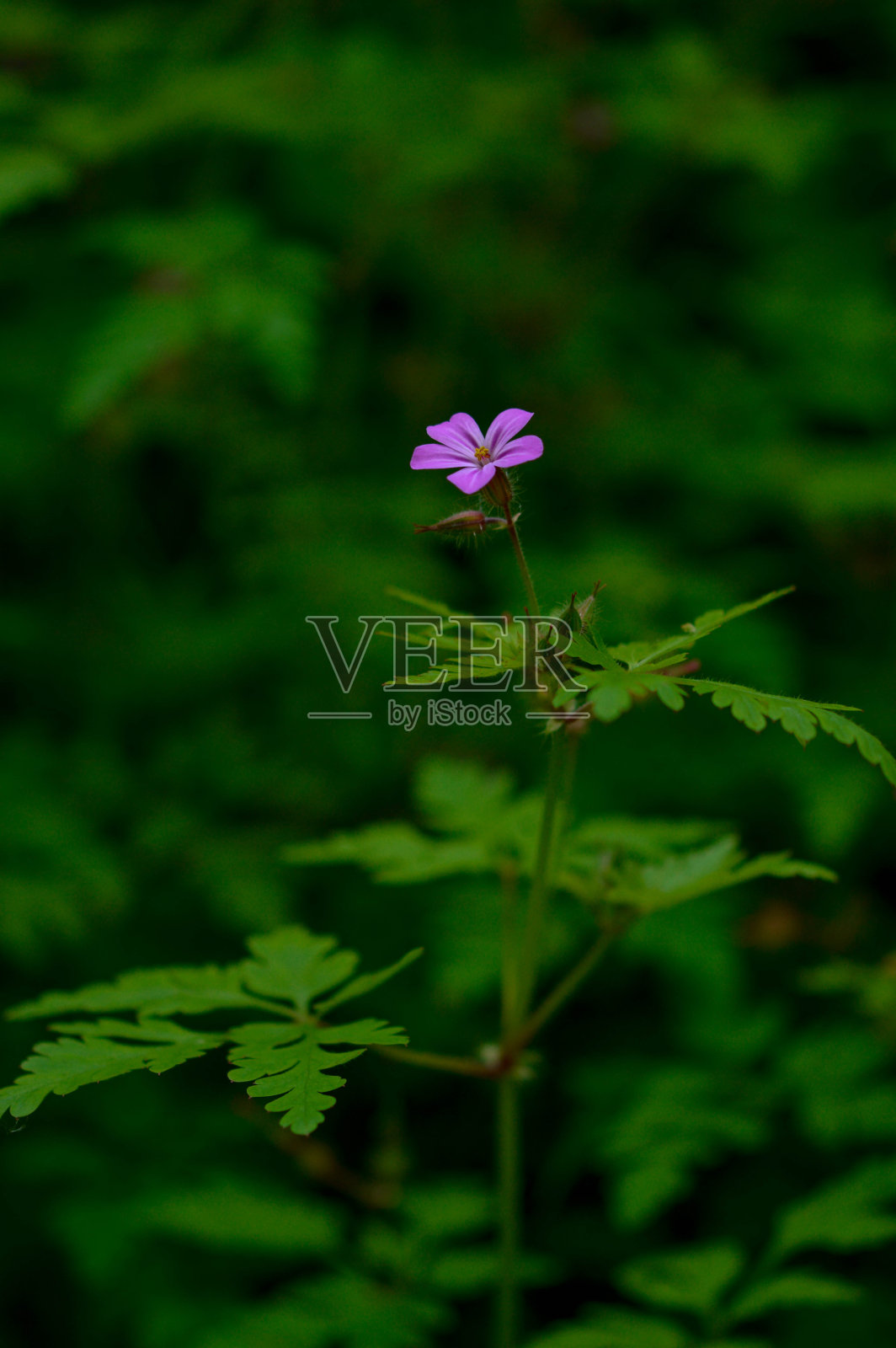 天竺葵,紫色小花,照片摄影图片