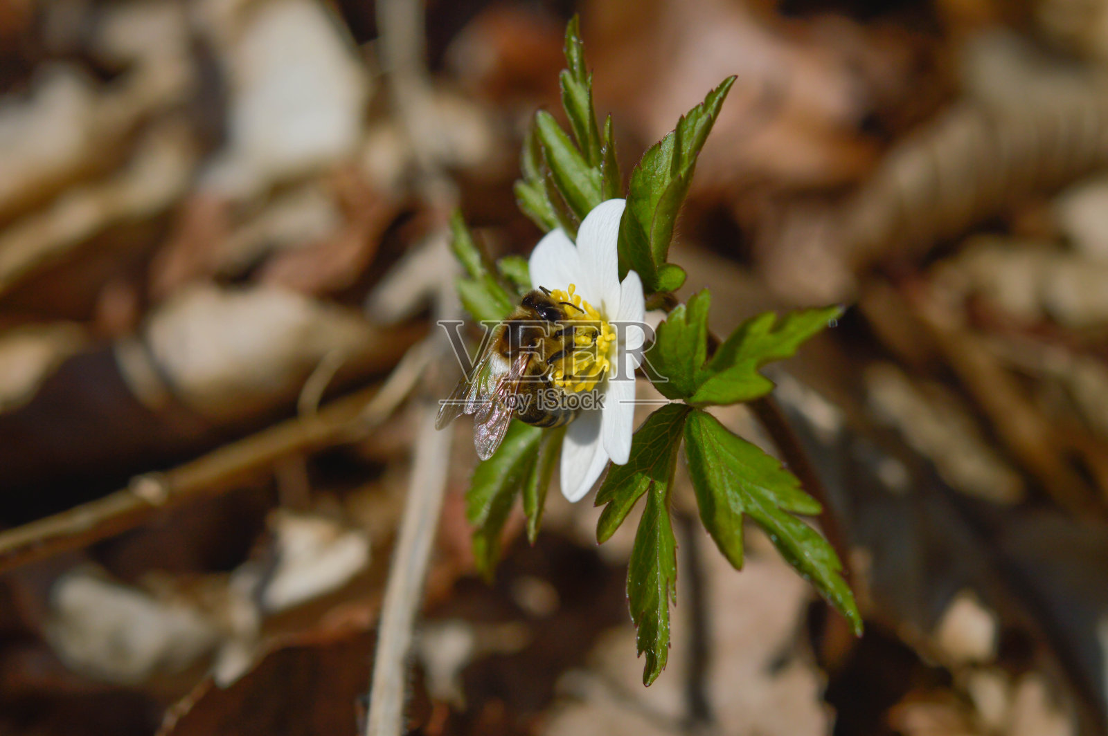 在一个阳光明媚的日子里,白色的银莲花和一只蜜蜂在森林里开着花。野银莲花,风之花,洋蓟。照片摄影图片