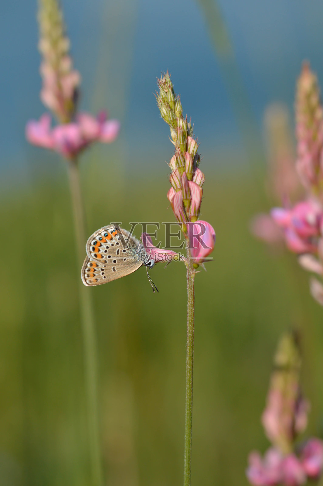 普通的蓝蝴蝶在一朵粉红色的花上合着翅膀照片摄影图片