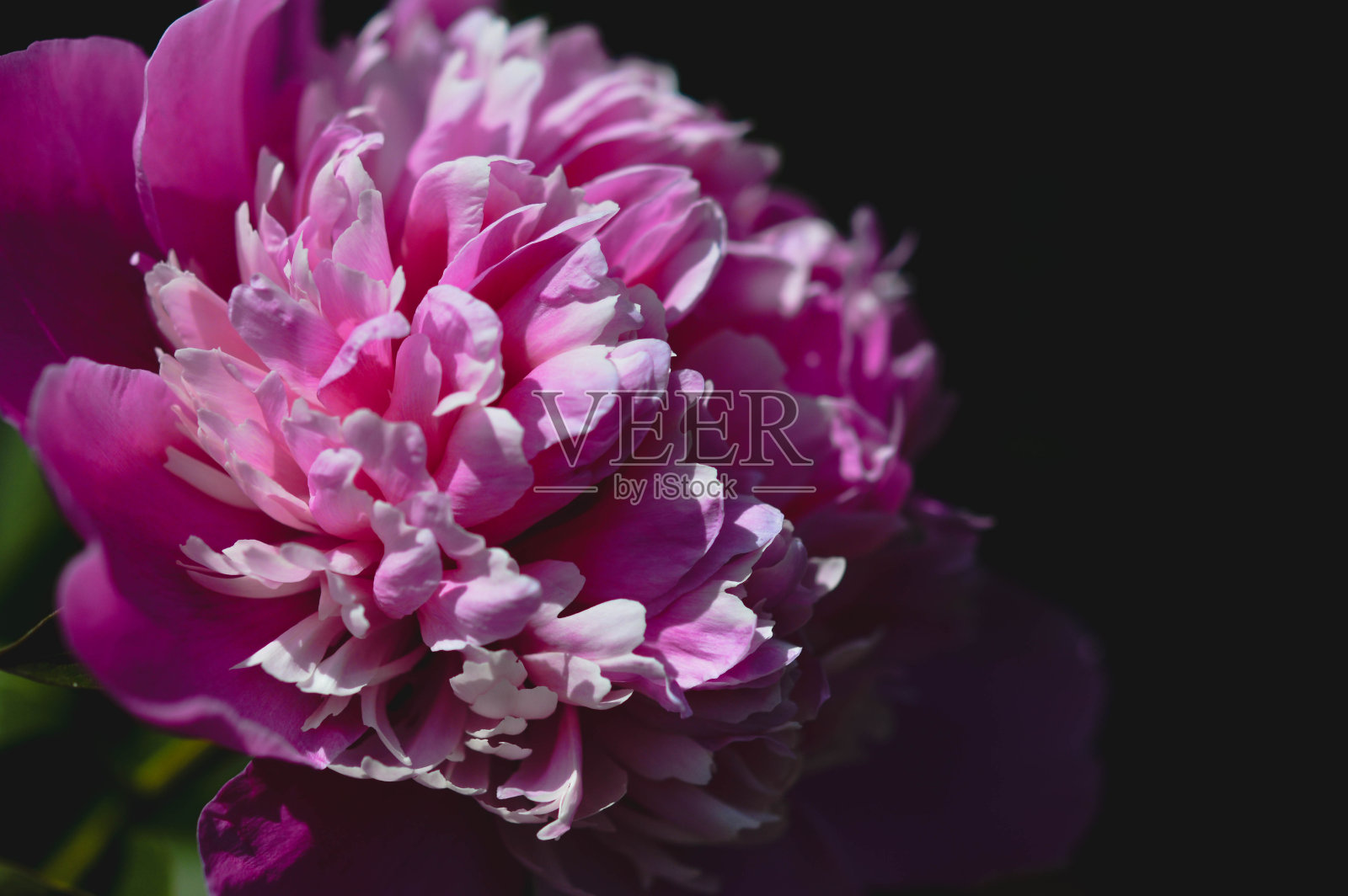 粉红色的牡丹拉近了黑暗的背景照片摄影图片