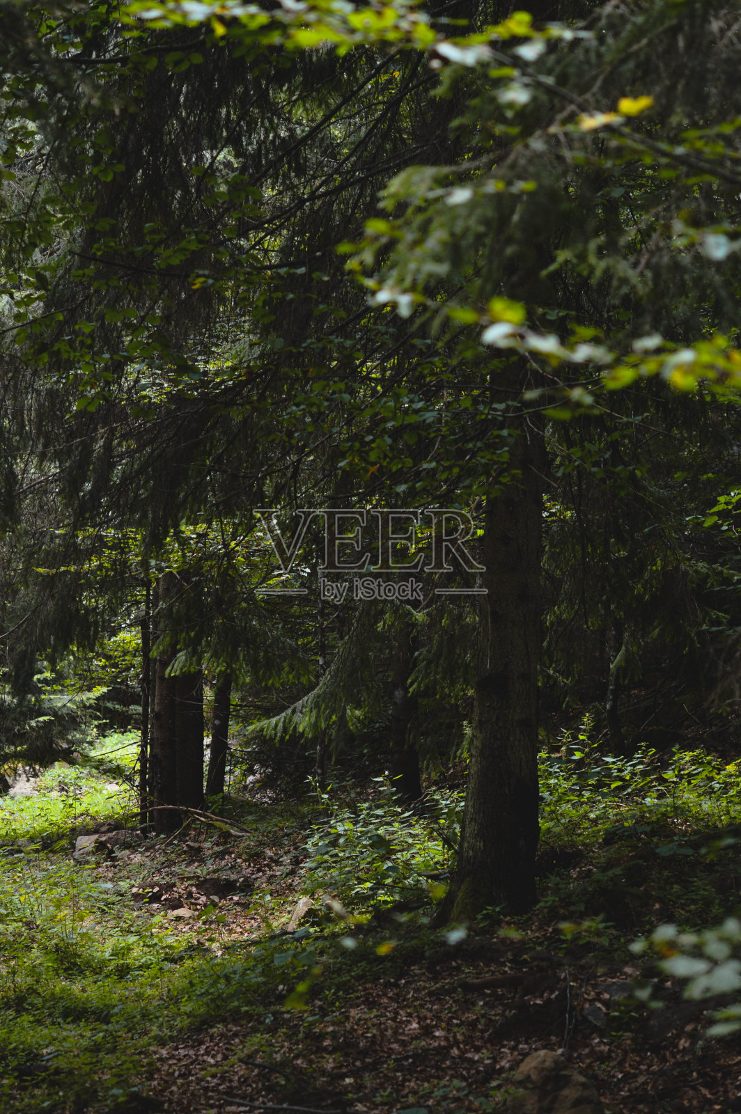 森林里的自然风光照片摄影图片