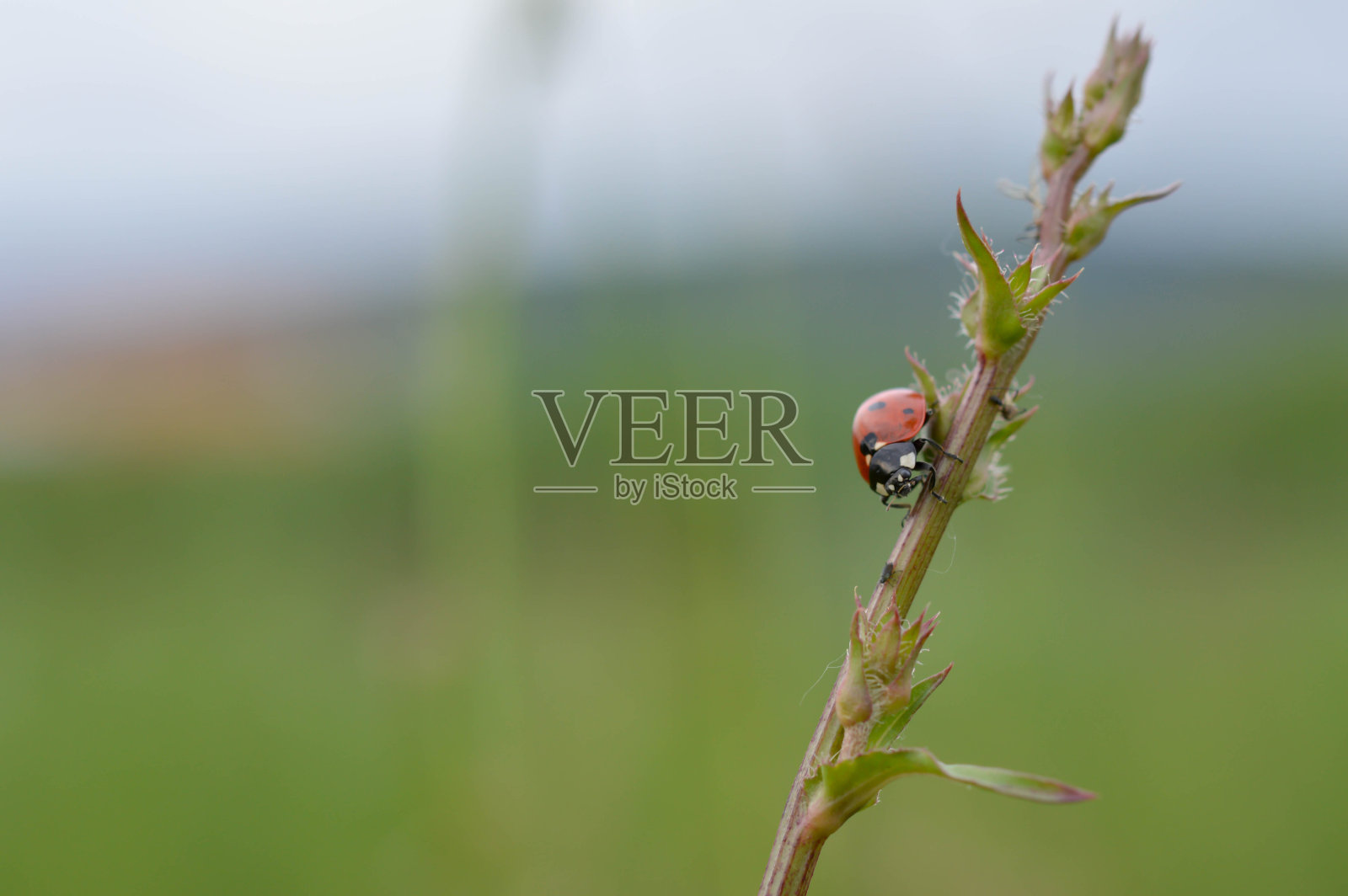 自然环境中植物上的瓢虫照片摄影图片