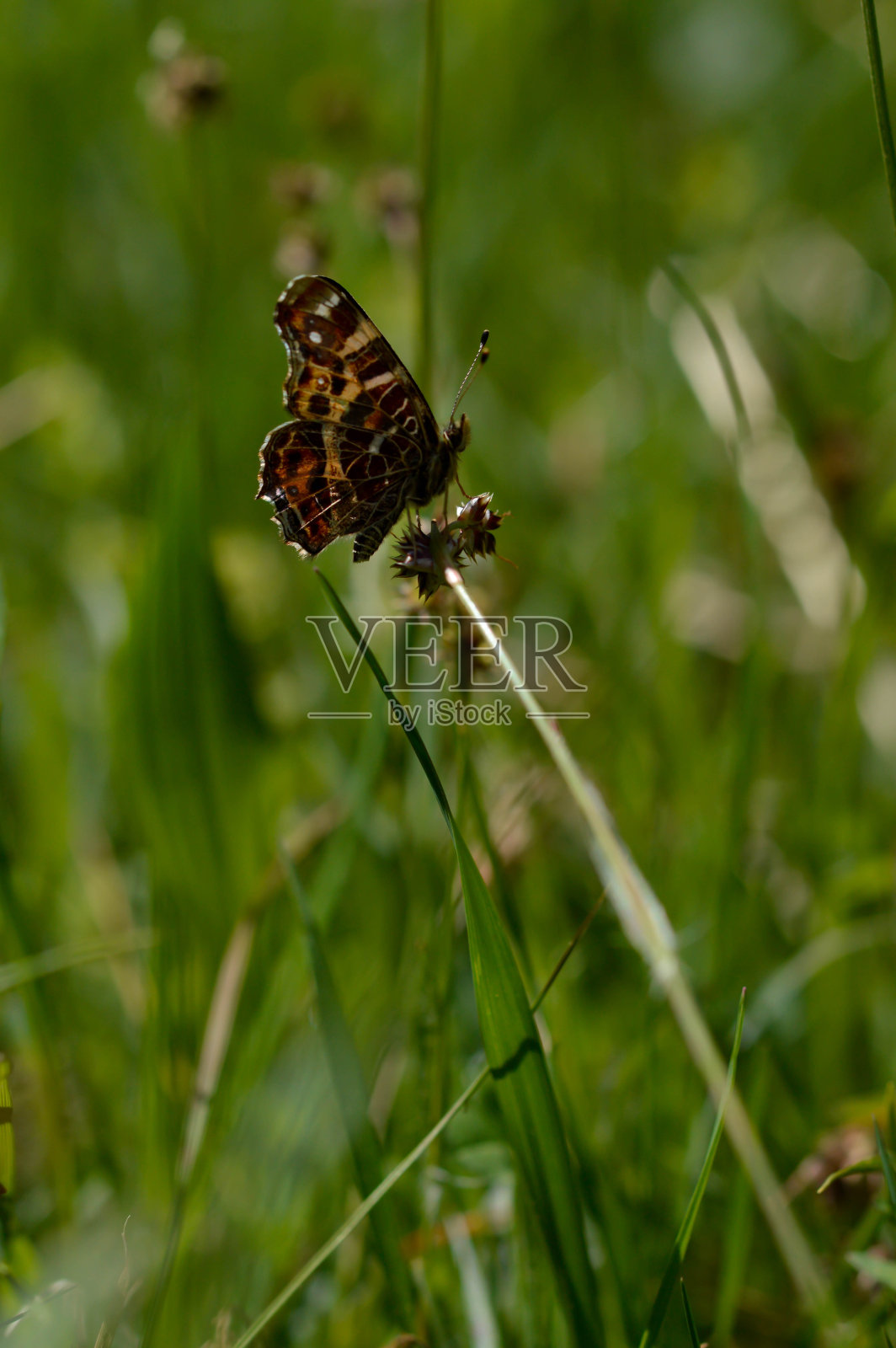 大自然中的蝴蝶(Araschnia levana照片摄影图片