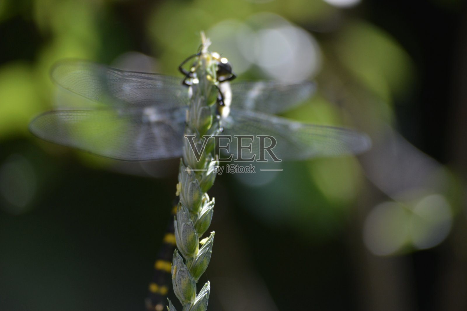小麦上的一只黄色的大蜻蜓照片摄影图片