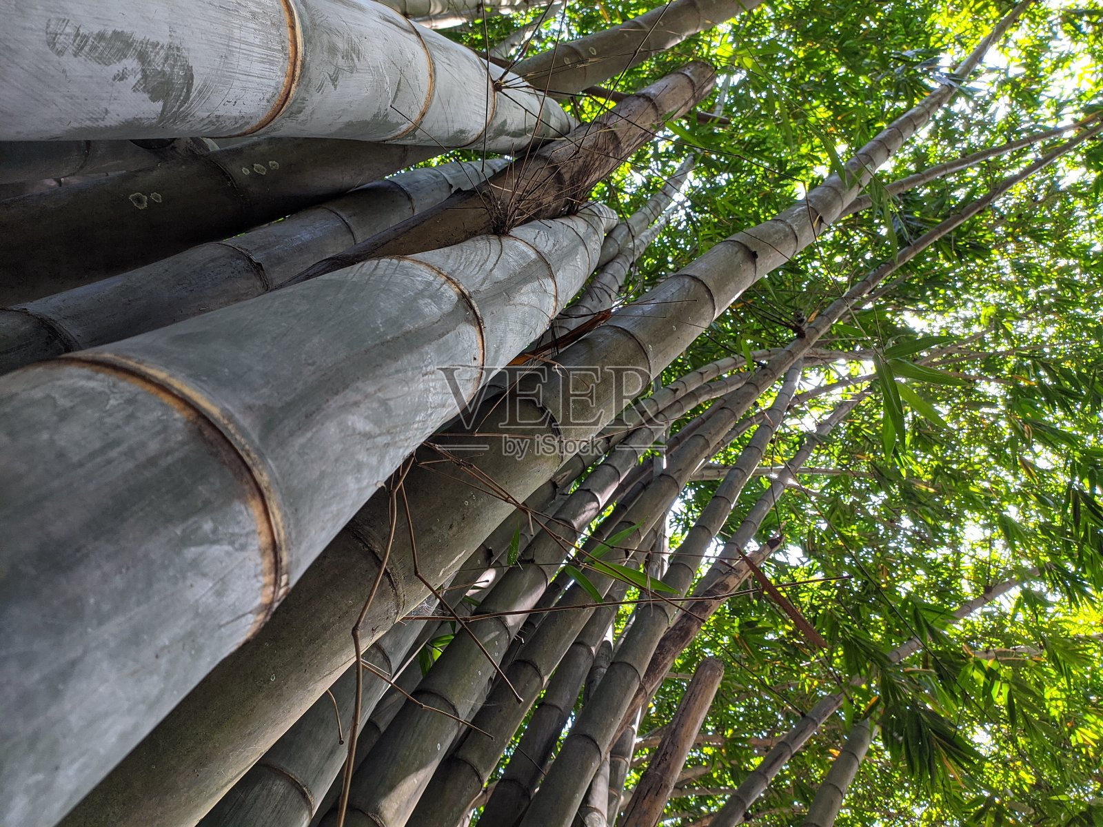 大竹树的底部视图照片摄影图片