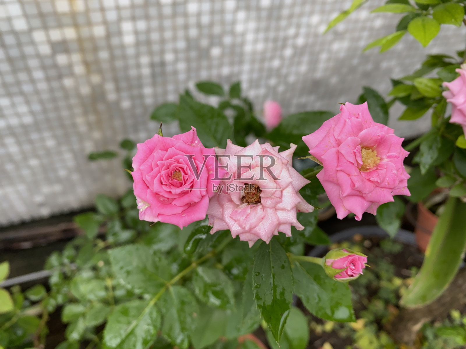 粉色玫瑰照片摄影图片