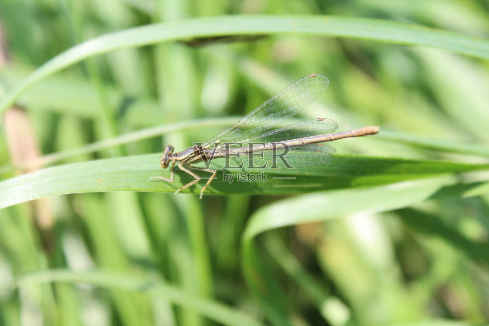花园里的蜻蜓照片摄影图片