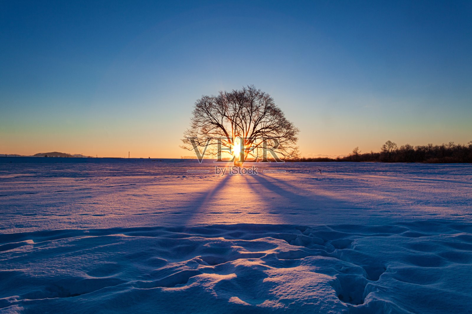 日本北海道东横町的春树,冬日拂晓的景色照片摄影图片