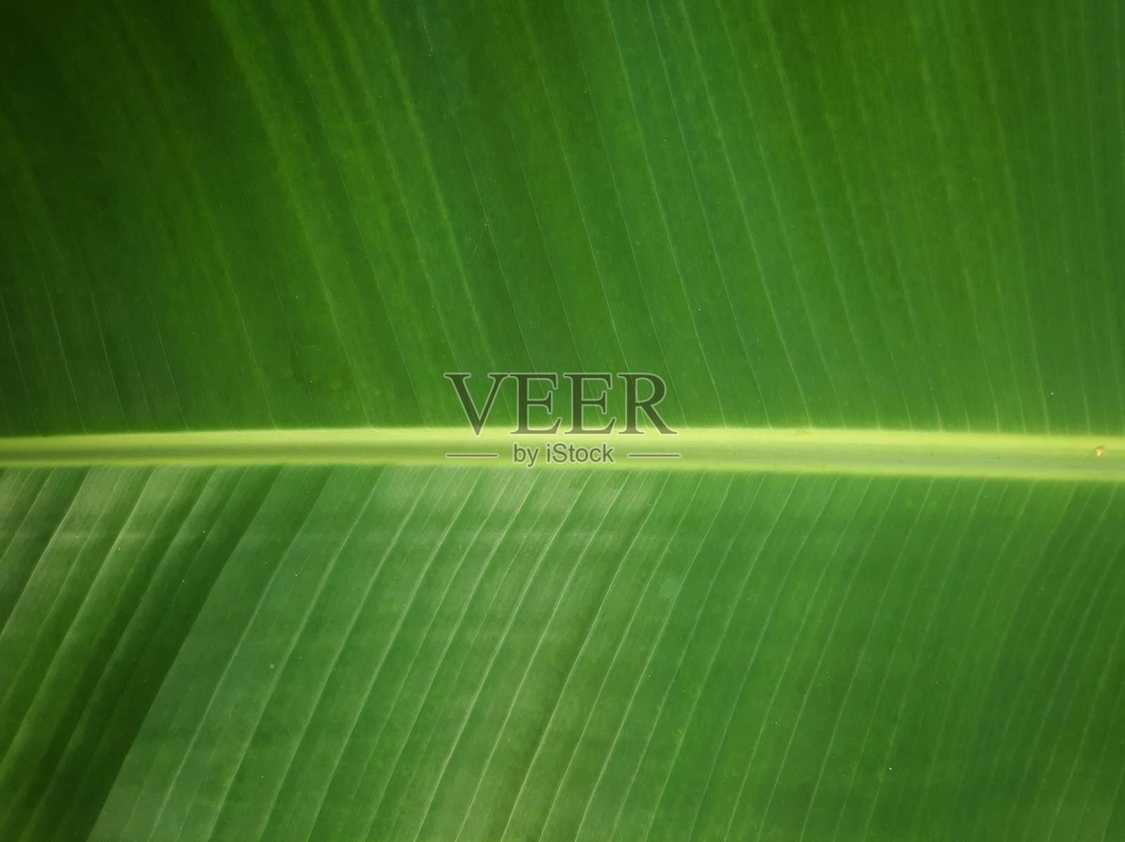 香蕉叶的背景照片照片摄影图片