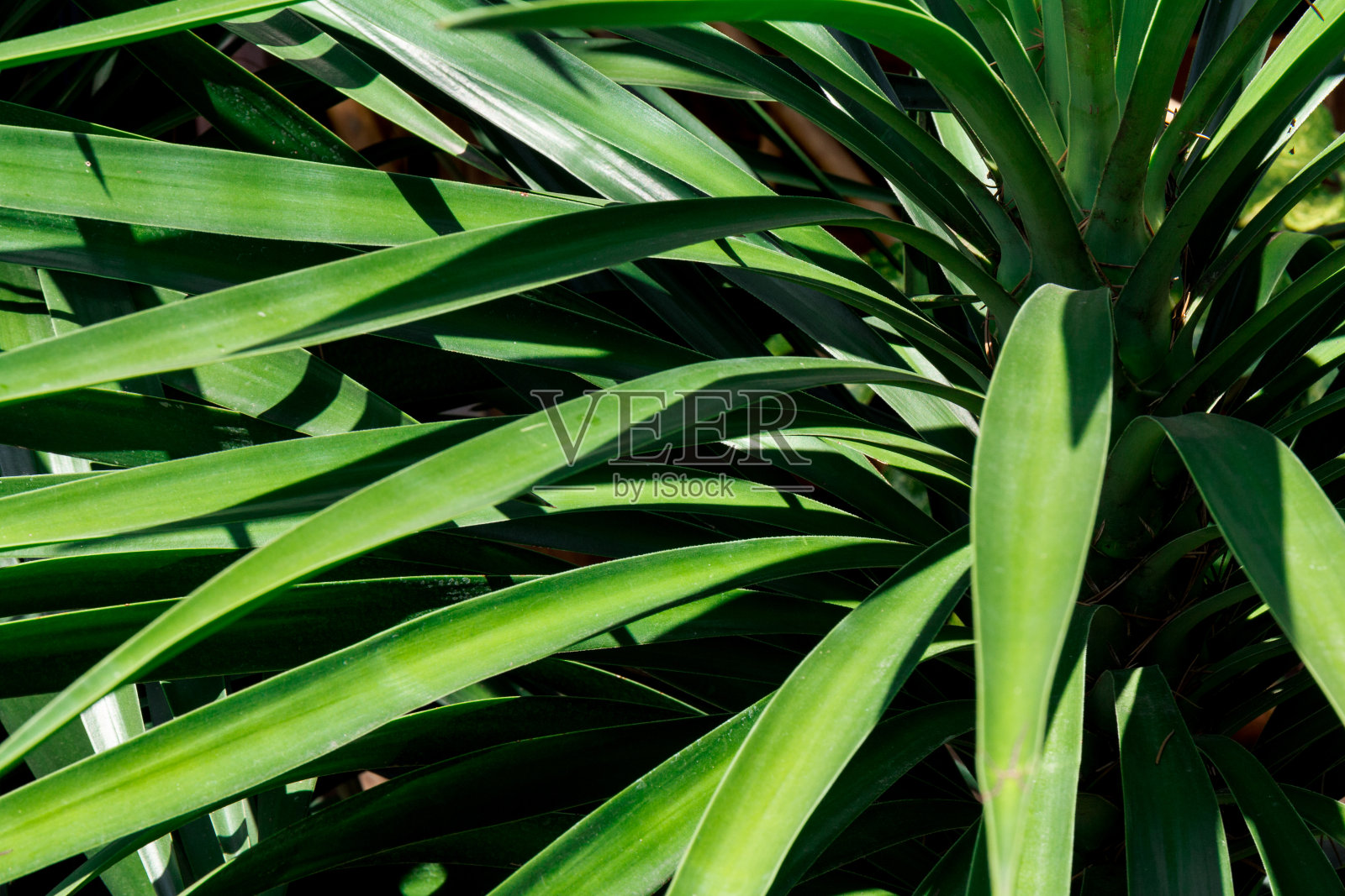 丝兰大型叶片,绿色背景。模糊照片摄影图片