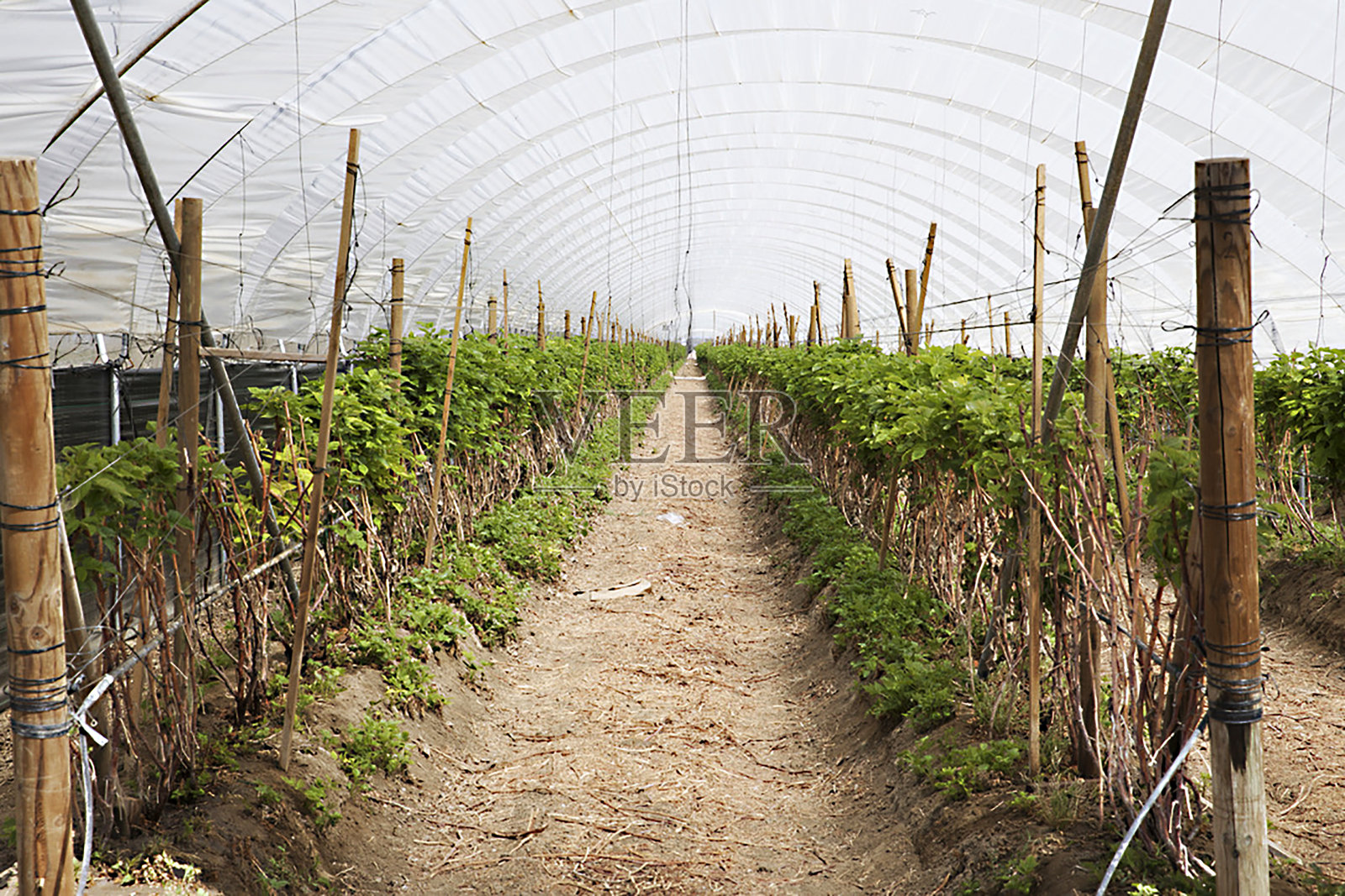 有机农场,las pose, Camarillo Ventura县Ca照片摄影图片