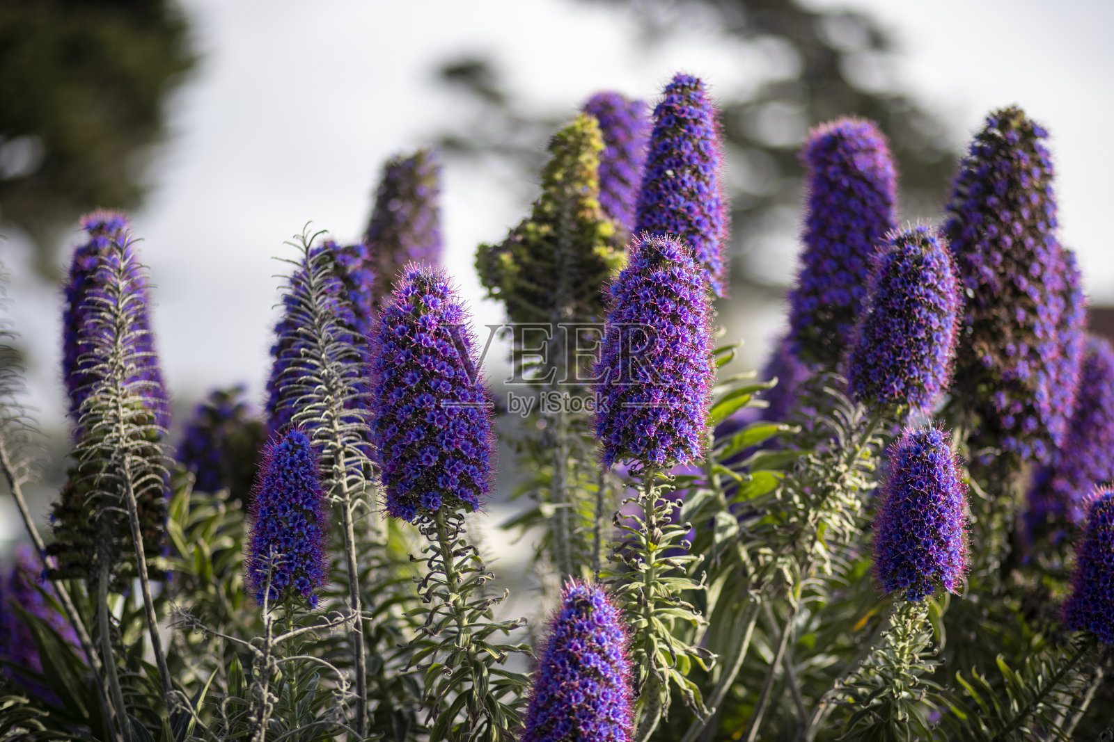 加州太平洋格罗夫照片摄影图片